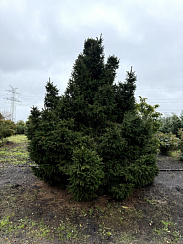 Ель обыкновенная 'Виллс Цверг' (Picea abies 'Will's Zwerg')