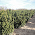 tiss-ostrokonechnyj-nana-taxus-cuspidata-nana-derevya-ryadami
