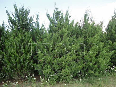 mozhzhevelnik-kitajskij-spartan-juniperus-chinensis-spartan-krona