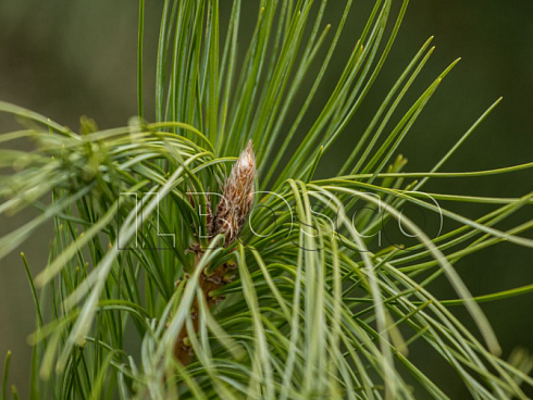 sosna-kedrovaya-sibirskaya-pinus-cembra-sibirica-hvoya.jpg
