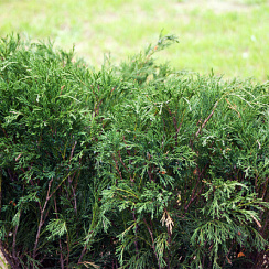Можжевельник казацкий 'Маc' (Juniperus sabina 'Mas')