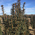 tiss-yagodnyj-taxus-baccata-overeynderii-pobeg.jpg