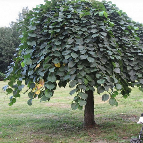 vyaz-shershavyj-pendula-ulmus-grabra-pendula-krona-i-stvol