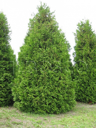 tuya-zapadnaya-brabant-thuja-occidentalis-brabant-derevo