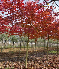 Клен остролистный 'Пасифик Сансет' (Acer platanoides 'Pacific Sunset')