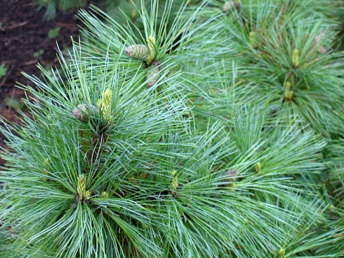 sosna-rumelijskaya-pinus-peuce-neprihotlivyj-sort
