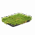 очиток