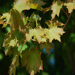 Клен остролистный 'Эмеральд Квин' (Acer platanoides 'Emerald Queen')