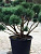Сосна обыкновенная 'Ватерери' формованная (Pinus sylvestris 'Watereri')