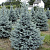 Ель колючая 'Фэт Альберт' (Picea pungens 'Fat Albert')