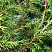 Можжевельник обыкновенный 'Suecica' (Juniperus communis 'Suecica')