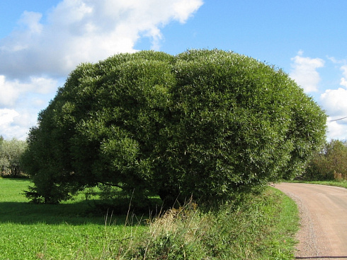 iva-lomkaya-bulata-salix-fragilis-bullata-derevo