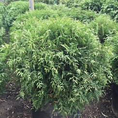 Туя западная 'Литл Чемпион' (Thuja occidentalis 'Little Champion' )