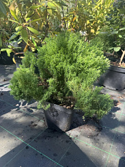Туя западная 'Тедди' (Thuja occidentalis 'Teddy')