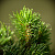 Сосна горная вар. пумилио (Pinus mugo var. pumilio)