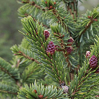 Ель сербская (Picea omorika)