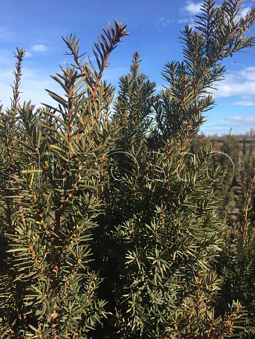 tiss-srednij-hili-taxus-media-hilii-derevo.jpg