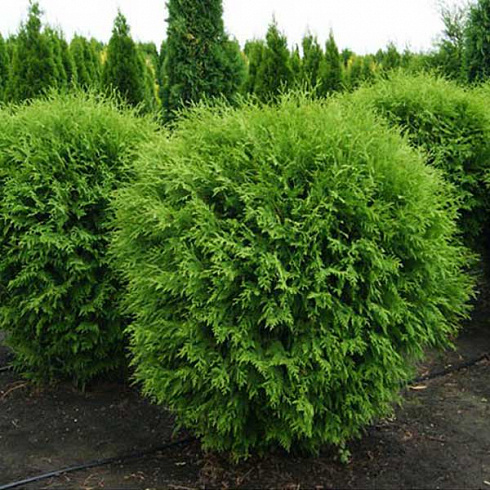tuya-zapadnaya-globoza-thuja-occidentalis-globosa-krona