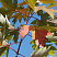 klen-serebristyj-acer-saccharinum-list