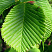 vyaz-shershavyj-ulmus-glabra-list