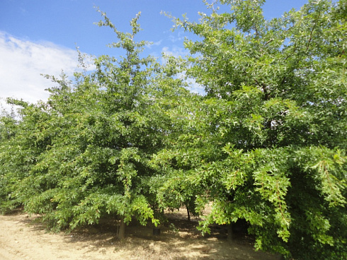 klen-serebristyj-acer-saccharinum-derevo