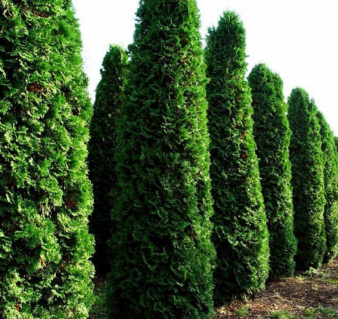 Туя западная 'Fastigiata' (Thuja occidentalis 'Fastigiata')2