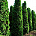 Туя западная 'Fastigiata' (Thuja occidentalis 'Fastigiata')2