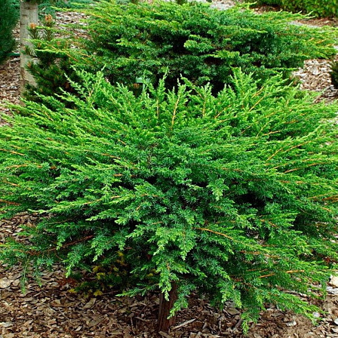 mozhzhevelnik-pribrezhnyj-shlyager-juniperus-conferta-schlager-sort-so-stelyushchimisya-pobegami