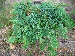 Можжевельник горизонтальный 'Глаука' (Juniperus horizontalis 'Glauca')