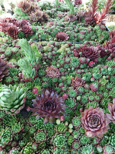 Рулонный многолетник Молодило (Sempervivum) 5