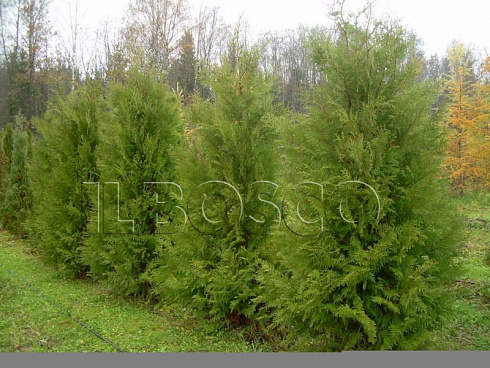 tuya-zapadnaya-brabant-thuja-occidentalis-brabant-derevya-ryadami