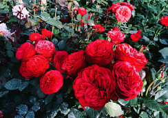 Роза 'Ред Пиано' (Rose 'Red piano')