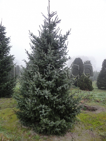 el-serbskaya-picea-omorika-derevo