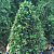 Туя западная 'Столвик' (Thuja occidentalis 'Stolwijk')