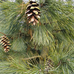 Сосна румелийская (Pinus peuce)