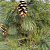 Сосна румелийская (Pinus peuce)