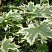 klen-ostrolistnyj-drummonda-acer-platanoides-drummondii-list