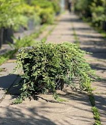 Можжевельник горизонтальный 'Панкейк' (Juniperus horizontalis 'Pancake')