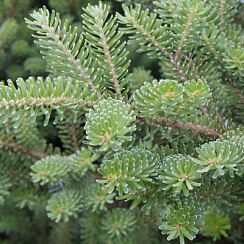 Пихта корейская 'Самлинг' (Abies koreana 'Samling')