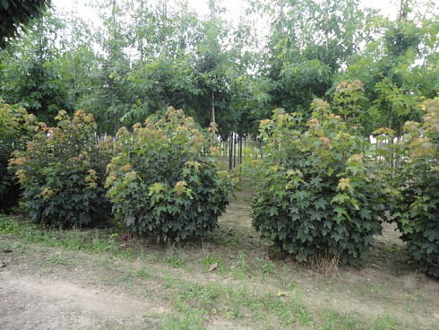klen-ostrolistnyj-acer-platanoides-forma-shar