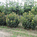 klen-ostrolistnyj-acer-platanoides-forma-shar