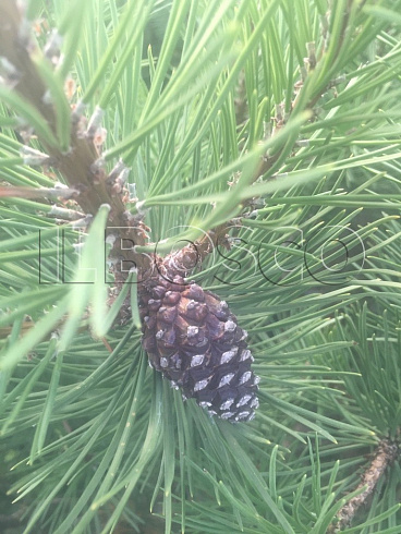 sosna-gornaya-pinus-mugo-shishka