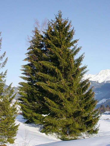 el-obyknovennaya-picea-abies-derevo