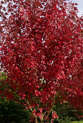 Клен красный 'Брендивайн' (Acer rubrum 'Brandywine')