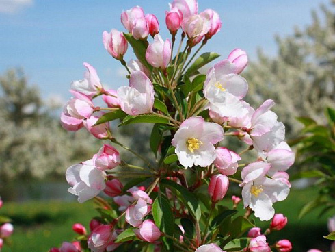 yablonya-dekorativnaya-adirondak-malus-adirondack-cvetok