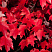 klen-krasnyj-celzam-acer-rubrum-celzam-osennie-listya
