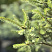 Ель черная 'Бейснери' 2