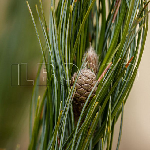 sosna-kedrovaya-sibirskaya-pinus-cembra-sibirica-shishka.jpg