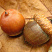 dub-krasnyj-quercus-rubra-zhelud