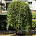 Ива козья 'Kilmarnock' (Salix 'Kilmarnock')2